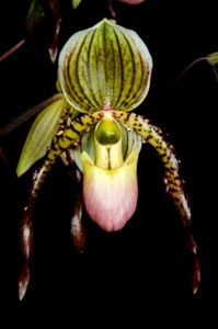 Paphiopedilum Jolly Holiday Seagraves AM/AOS 81 pts.
